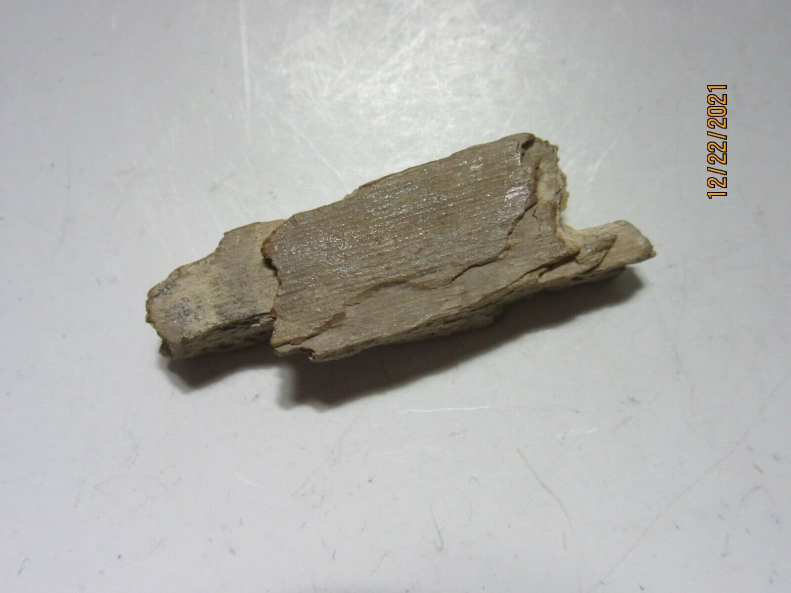 Mammoth Fossilized Tooth Bone Bark (fi-24) Rough Carving Reiki