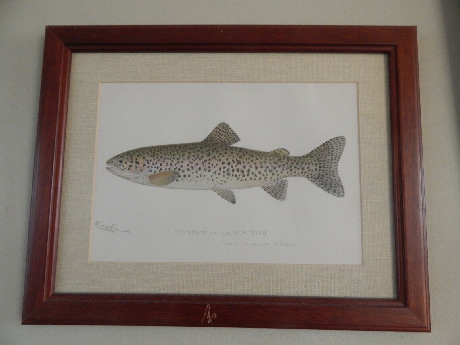 Fish - Denton Fish Plate, Steelhead Ca: 1905, Matted, Framed, Signed